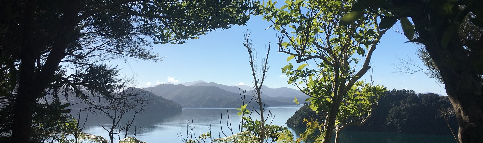 A stunning view across Ngakuta Bay in Grove Arm, near Picton in the Marlborough Sounds, is visible through native New Zealand bush.