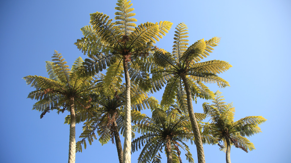 A cluster of native New Zealand tree ferns in the Marlborough Sounds, New Zealand.