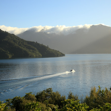 A Cougar Line boat leaves a wake in the calm water as it cruises through the Marlborough Sounds, New Zealand.