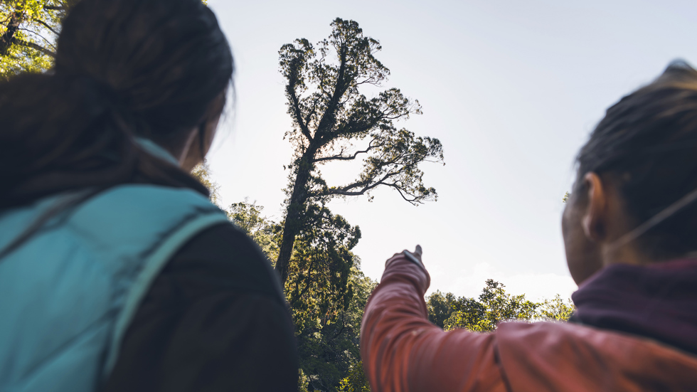 Two walkers look up at a native tree on the 73km Queen Charlotte Track, which features many species of native flora and fauna.