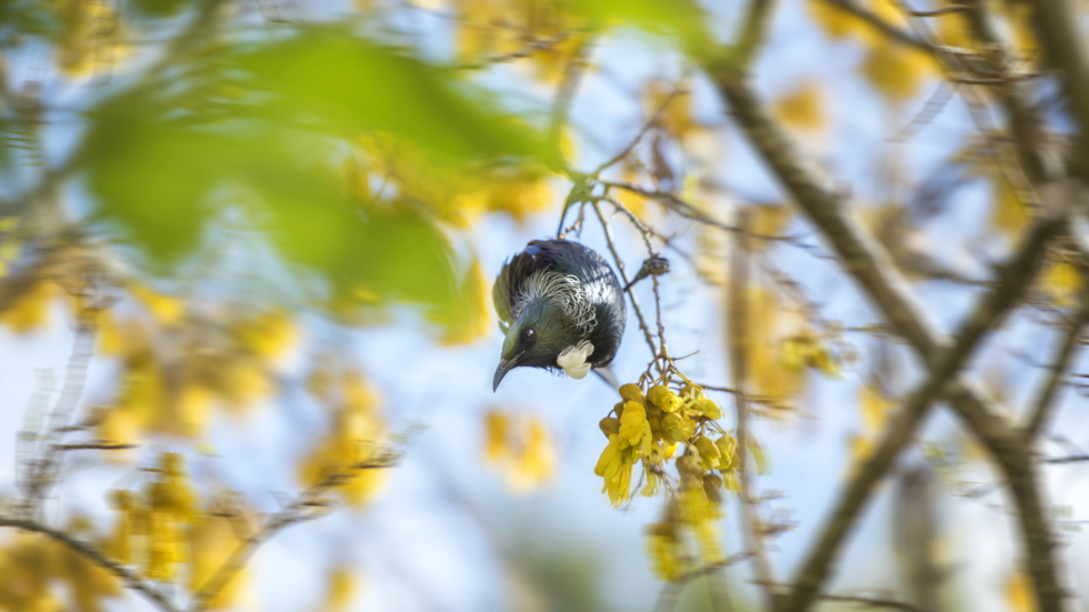 A native tui bird sits in a blooming yellow kōwhai tree in the Marlborough Sounds, New Zealand