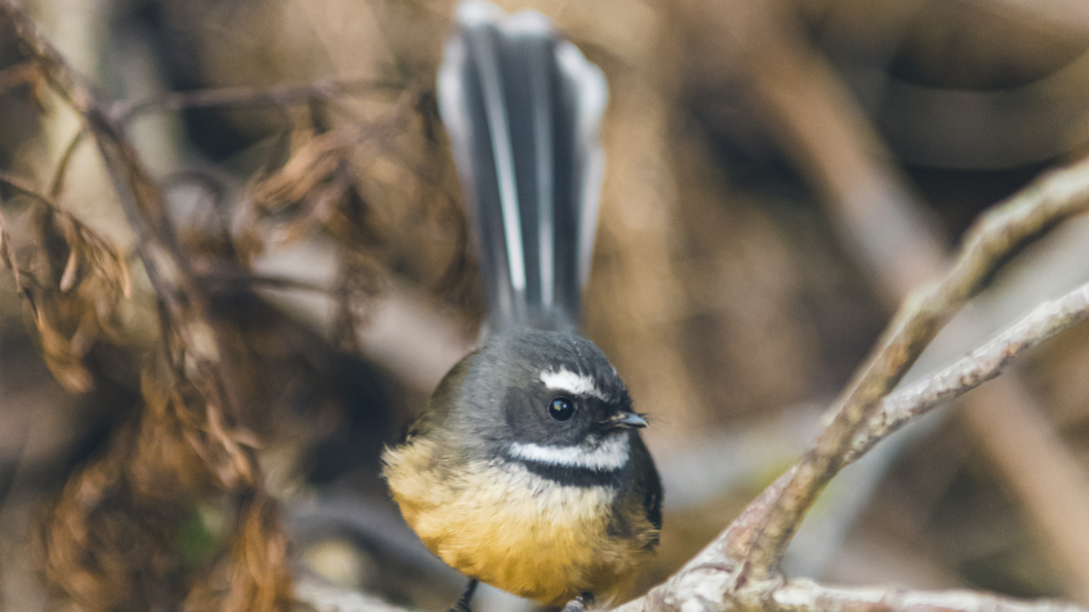 Piwakawaka, or fantail, Marlborough Sounds, New Zealand