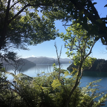 A stunning view across Ngakuta Bay in Grove Arm, near Picton in the Marlborough Sounds, is visible through native New Zealand bush.